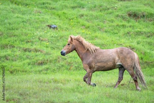 Icelandic horse running on a hillside of spring green grass © Lori Labrecque