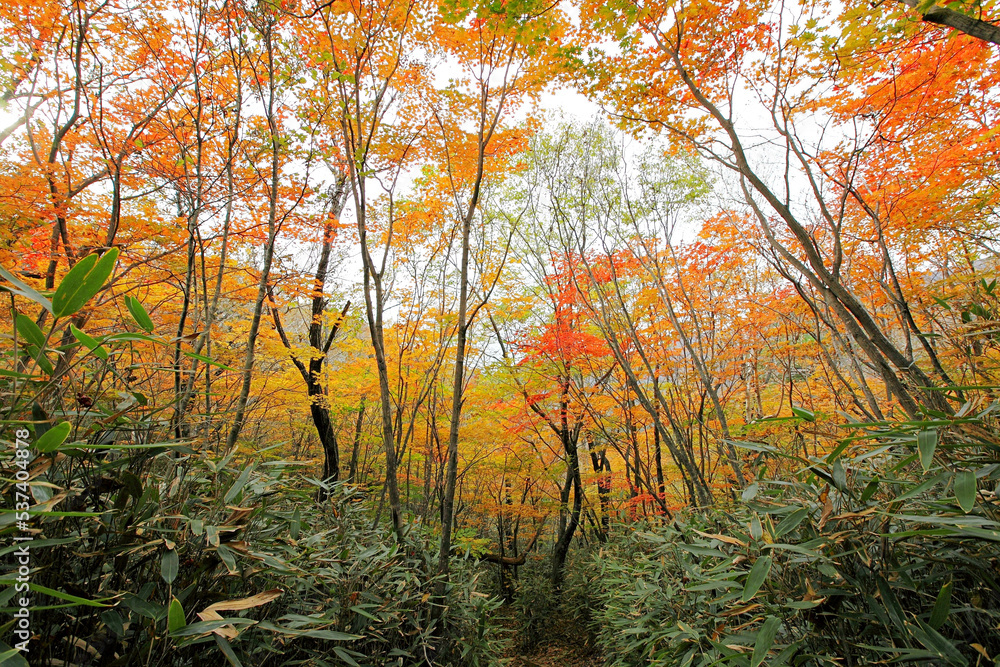 숲 속의 가을 단풍 풍경