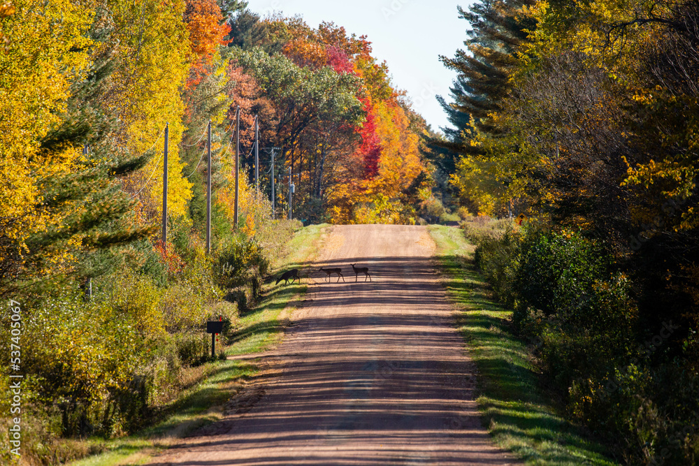 Deer crossing a gravel road going through a colorful Wisconsin forest