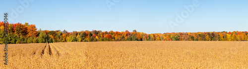 Colorful Wisconsin forest next to a soybean field with a blue sky