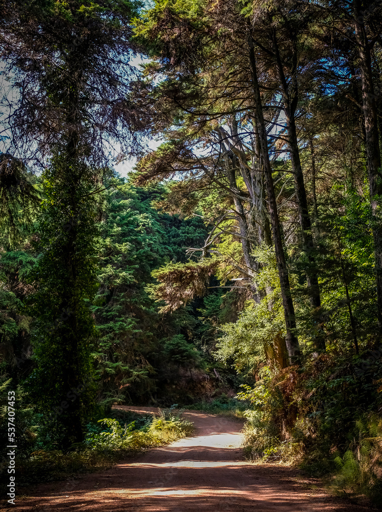 Obraz premium Floresta Encantada