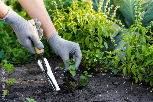 weed removal in a garden with a long root, care and cultivation of vegetables, plant cultivation, weed control, root remover in the hands of a gardener