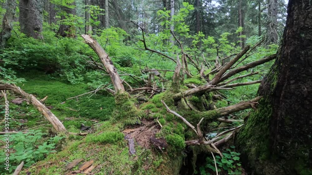 fallen tree in the forest fallen tree in the forest