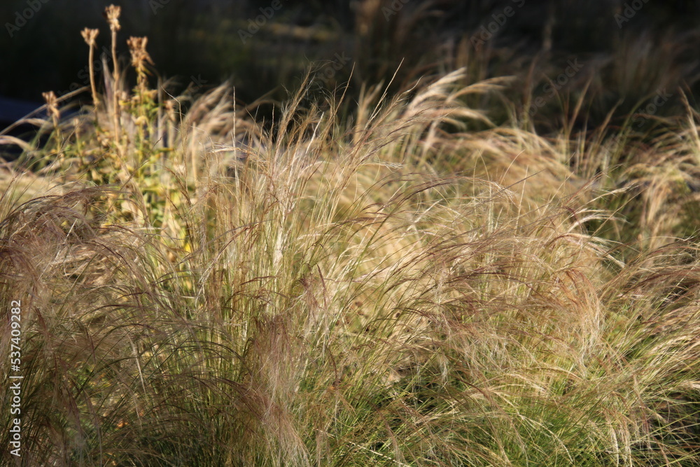 grass in the wind, U of A Botanic Gardens, Devon, Alberta