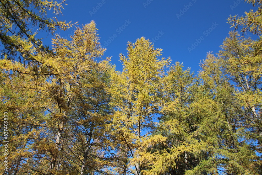 Golden Trees, U of A Botanic Gardens, Devon, Alberta