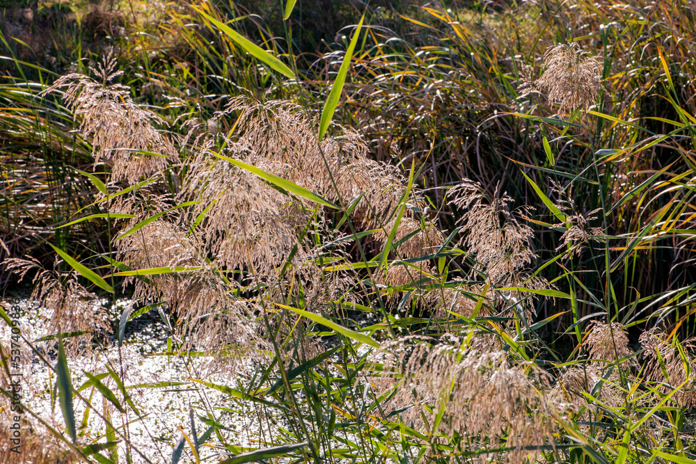 The beautiful reed flowers in autumn The beautiful reed flowers in autumn