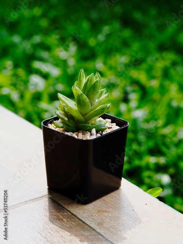 Cactus, Small tree in a pot. 