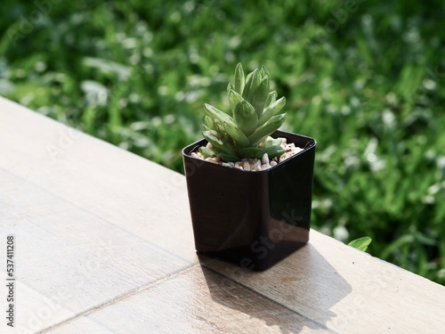 Cactus, Small tree in a pot. 