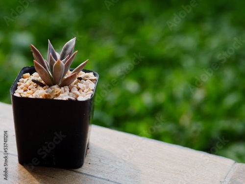 Cactus, Small tree in a pot. 