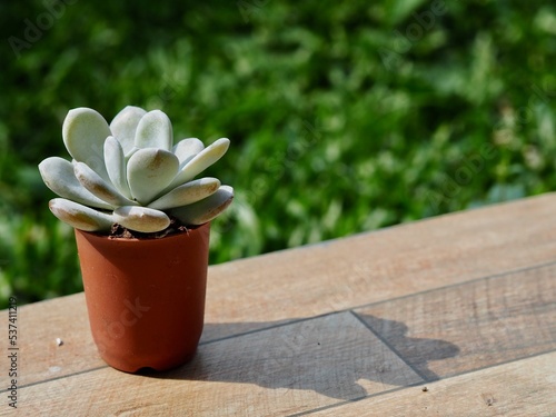 Cactus, Small tree in a pot. 