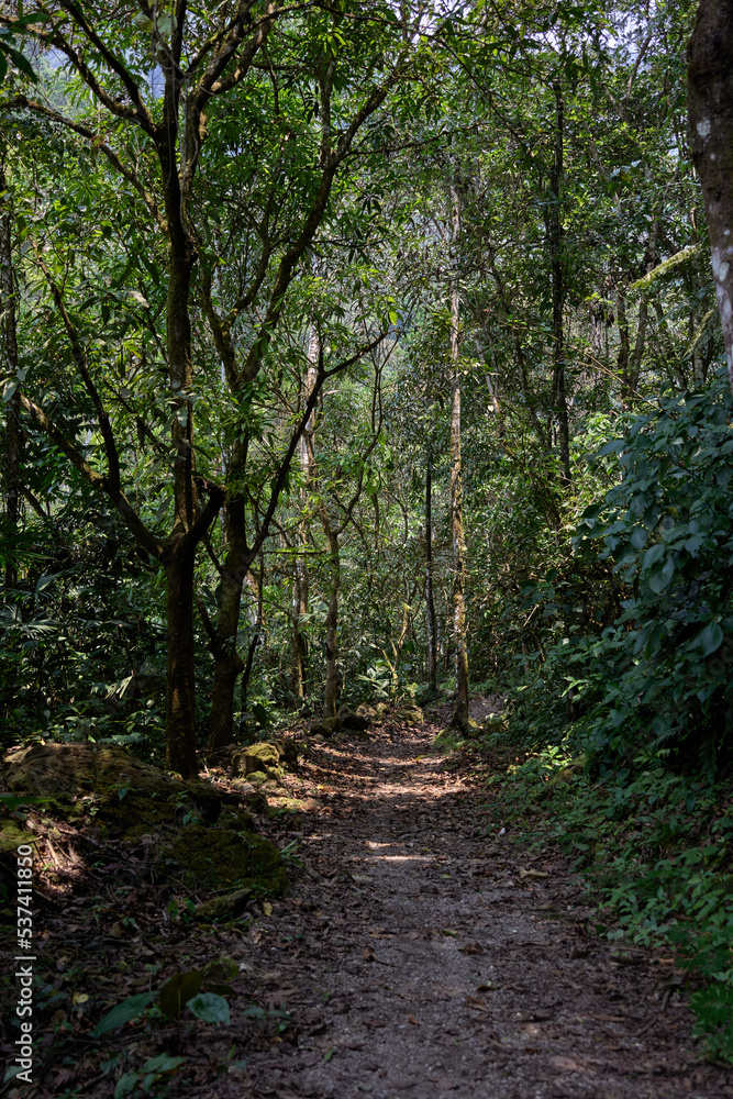 path in the woods with many trees and plants in the Jungle 