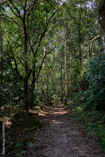 path in the woods with many trees and plants in the Jungle 