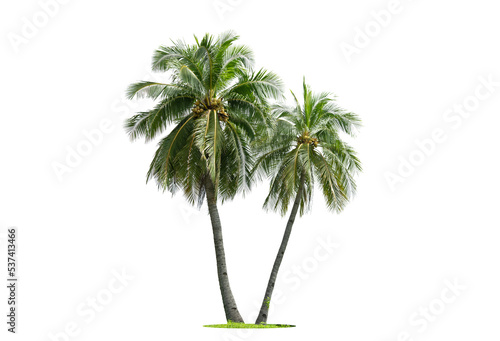 Coconut palm tree isolated on white background. Suitable for use in architectural design or Decoration work.