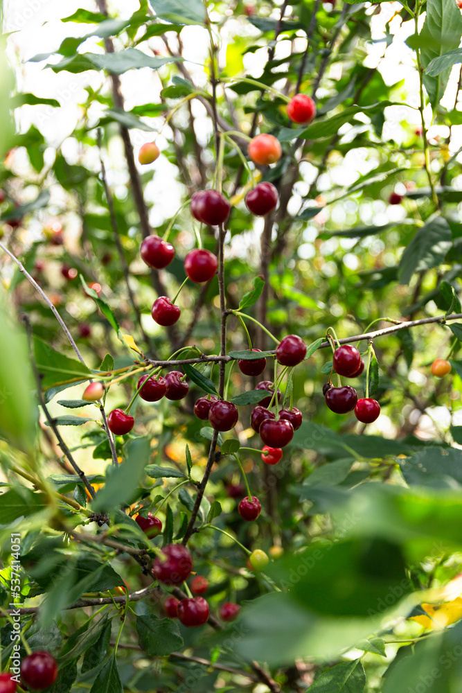 Fototapeta premium Fresh sweet organic cherry grows on a tree in the garden. Cherry harvest. Cherry Tree