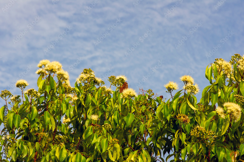 Obraz premium Aniseed Myrtle, Syzygium anisatum, ringwood and aniseed tree, with an aromatic leaf