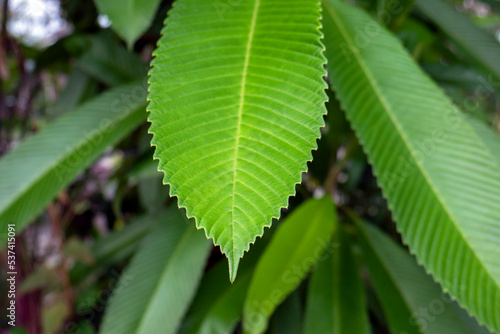 Dillenia indica leaves, commonly known as elephant apple, a species of Dillenia native to China and tropical Asia photo