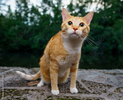 Photo of a domestic short hair orange tabby in the park. Lit with strobe flash