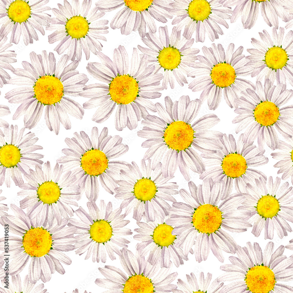 seamless pattern with drawing flowers of white daisy at white background , hand drawn botanical illustration