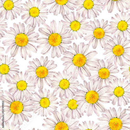 seamless pattern with drawing flowers of white daisy at white background   hand drawn botanical illustration