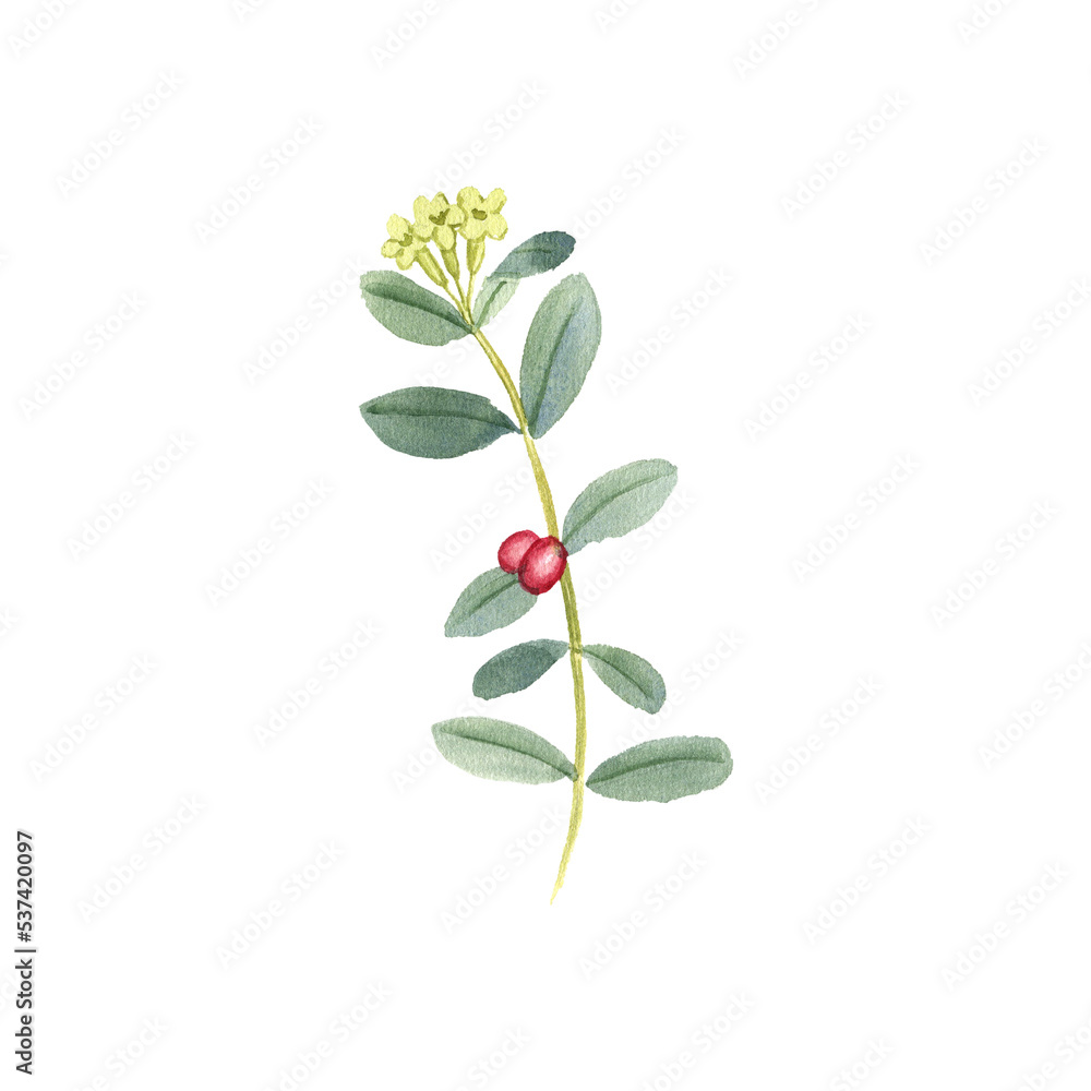 watercolor drawing plant of Wikstroemia indica , tie bush, Indian stringbush, herb of traditional chinese medicine, hand drawn illustration