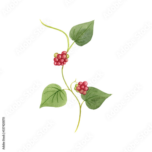 watercolor drawing plant of Stephania tetrandra, Stephania root, Han Fang ji , herb of traditional chinese medicine, hand drawn illustration