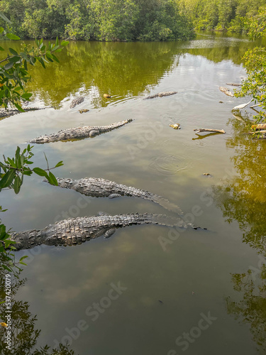 crocodiles in the swamp