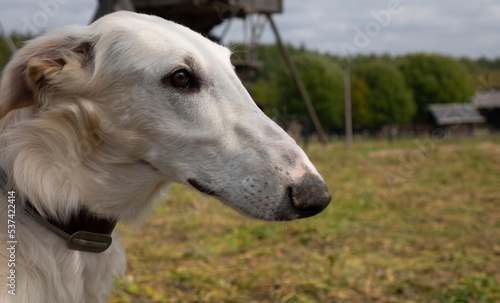 Fototapeta Naklejka Na Ścianę i Meble -  The Afghan hound. A close-up shot of the head of an Afghan greyhound dog