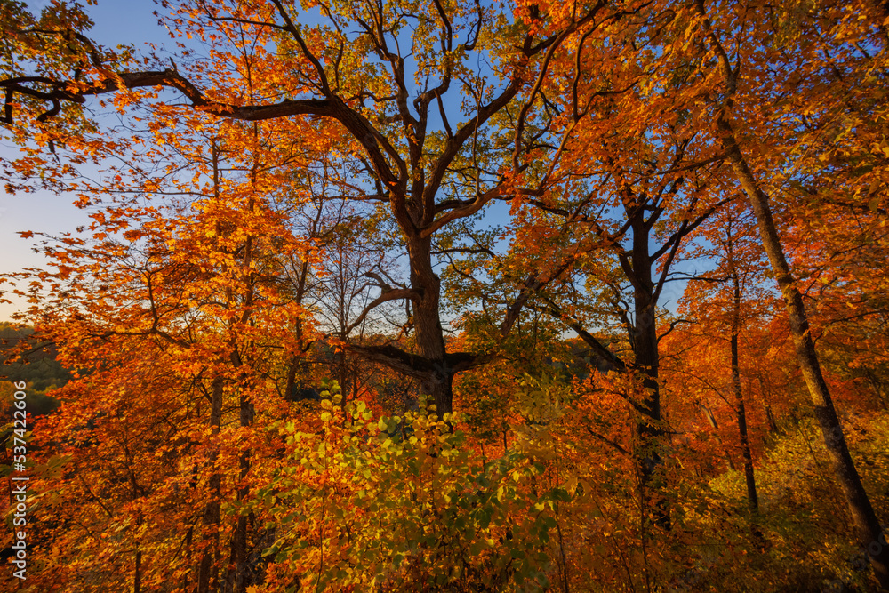 Golden color autumn landscape with sunset, Duksta park Golden color autumn landscape with sunset, Duksta park