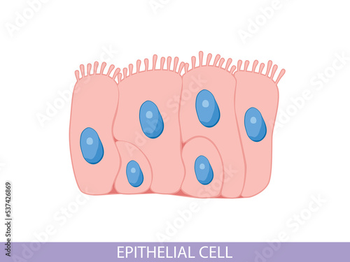 Epithelial cell, science and medical biology. Microbiology structure