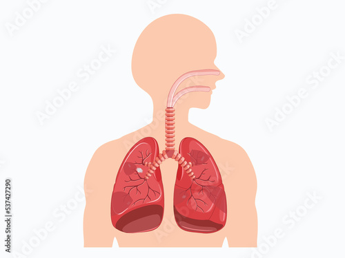 This image is for Lungs disease like Lung cancer for Asbestos fiber in the respiratory system. Respiratory diseases like Mesothelioma, Asbestosis mostly occur for Asbestos fiber from cement and sand.