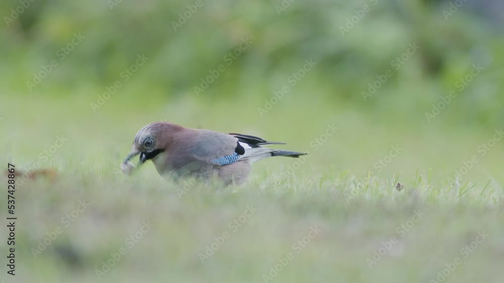 Eurasian jay picking up acorns for winter and swallows them Eurasian jay picking up acorns for winter and swallows them