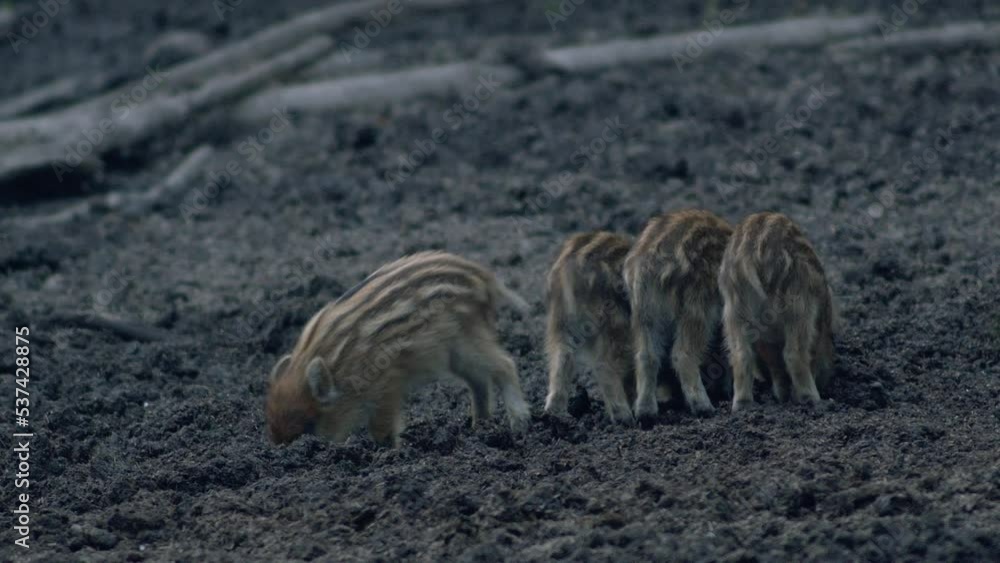 Cute small wild bore piglets searching digging food in mud in evening dusk low light Cute small wild bore piglets searching digging food in mud in evening dusk low light