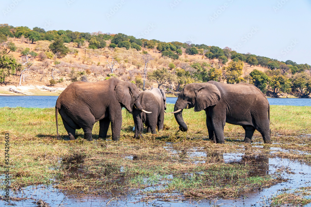 Fototapeta premium African elephants feed on an island in the Chobe River. Botswana