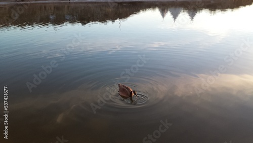 reflection in water