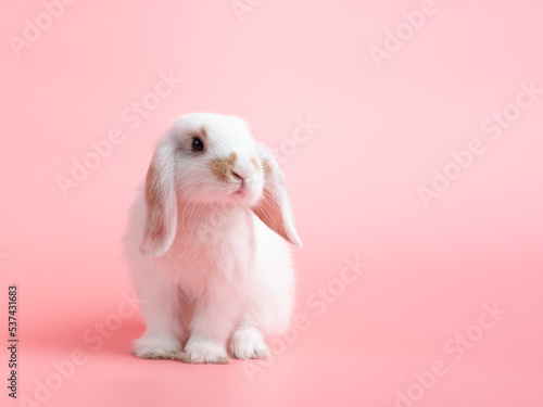 Baby white holland lop rabbit sitting on pink background. Lovely action of young rabbit.