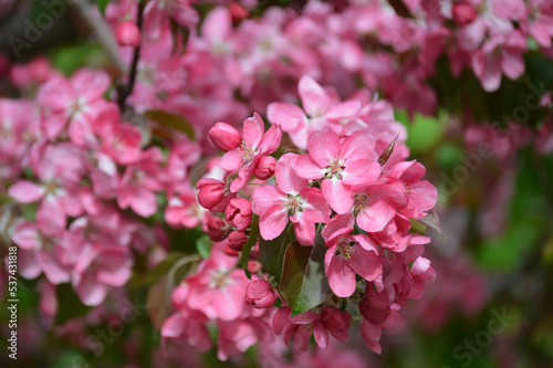 Closeup of an apple tree branch blooming