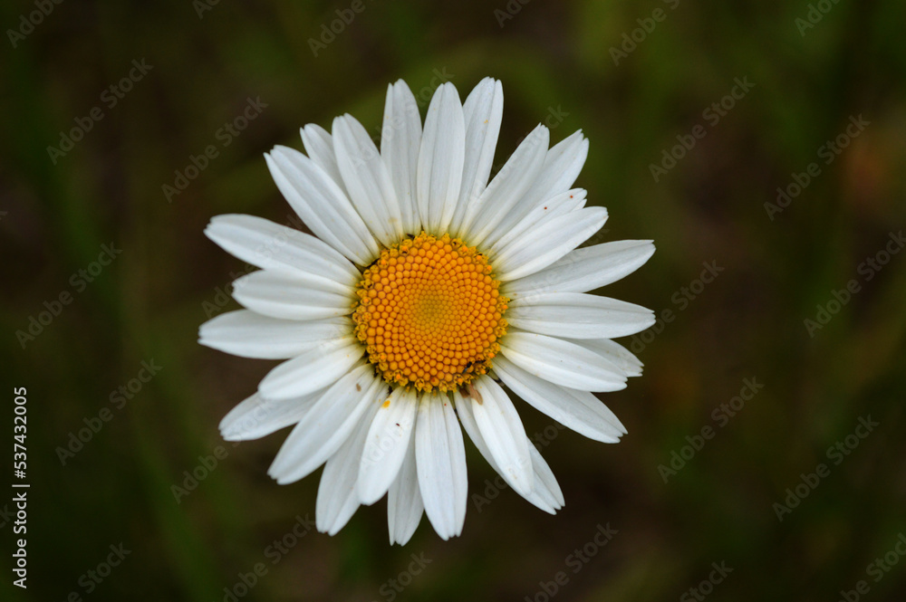 Closeup of a chamomile flower in the grass Closeup of a chamomile flower in the grass