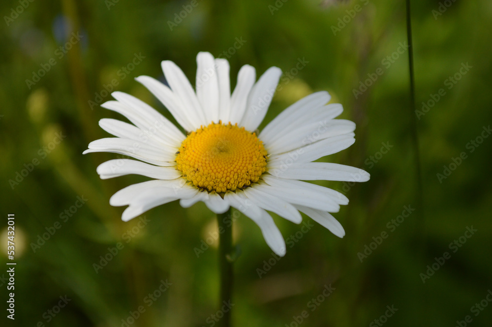 Closeup of a chamomile flower in the grass