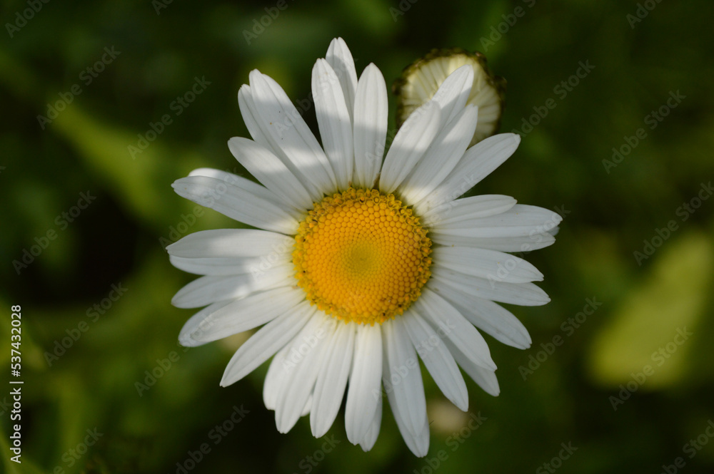 Closeup of a chamomile flower in the grass Closeup of a chamomile flower in the grass