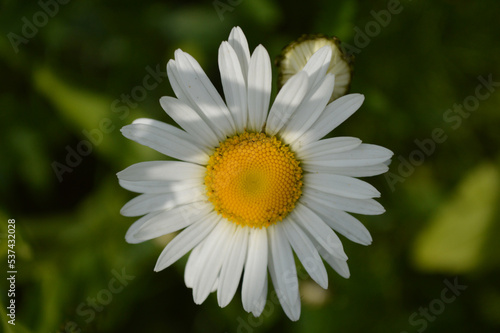 Closeup of a chamomile flower in the grass