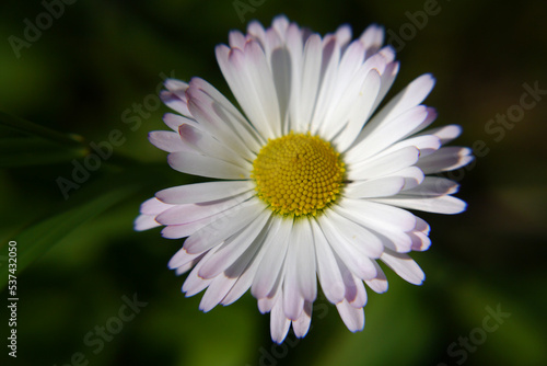 Closeup of a white daisy flower