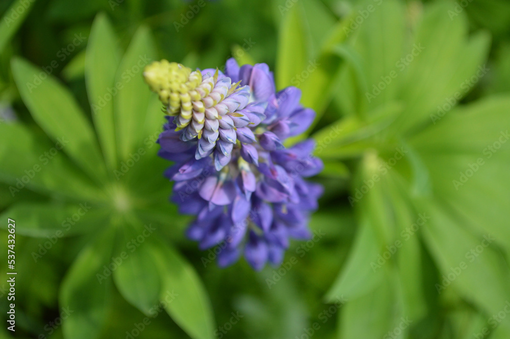 Closeup of a purple lupine flower Closeup of a purple lupine flower