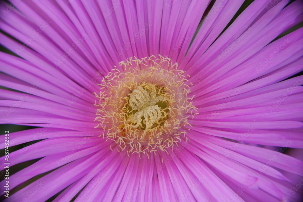 Fototapeta premium Closeup of a pink carpobrotus flower