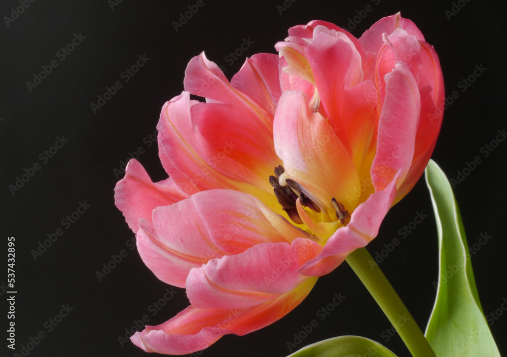 Closeup of a red tulip on the black background