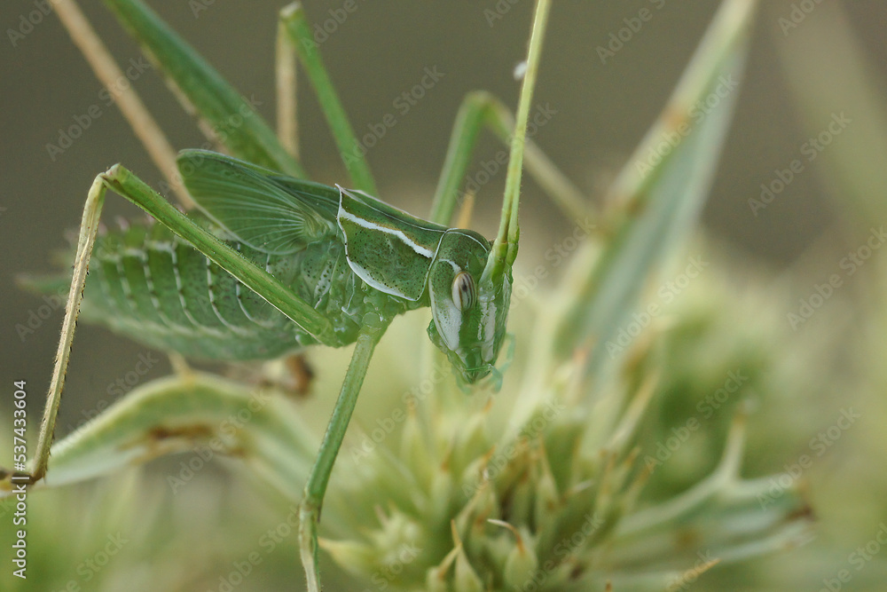 Closeup on a Mediterranean nice green gracious, grasshopper, Tylopsis lilifolia sitting on field Eryngo Closeup on a Mediterranean nice green gracious, grasshopper, Tylopsis lilifolia sitting on field Eryngo