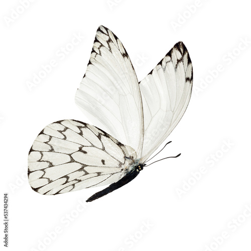 white butterfly isolated