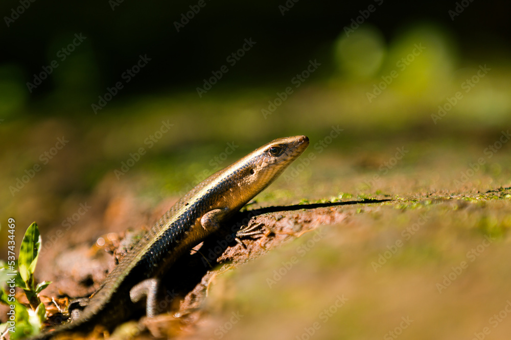 lizard on the ground lizard on the ground