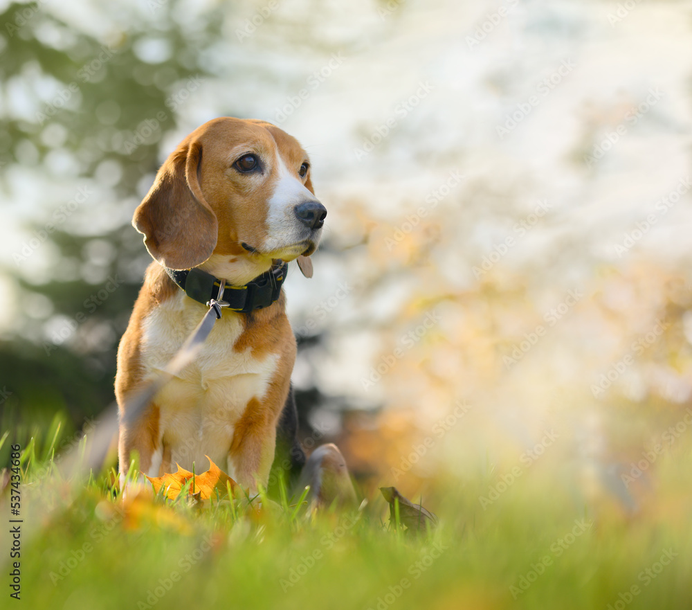 Beagle dog in autumn park nature. Copy space