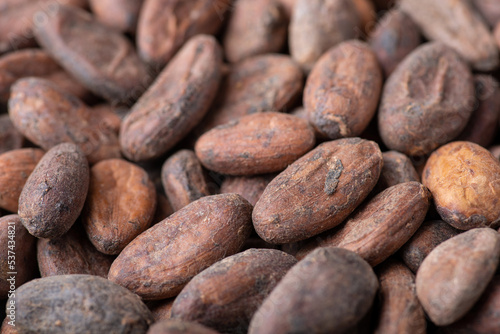 Close up shot of cocoa beans. Harvested cocoa beans, concept of growing cocoa for business purposes