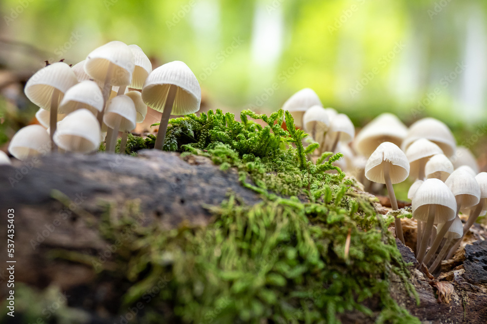 Wild mushroom growing in the forest during autumn Wild mushroom growing in the forest during autumn